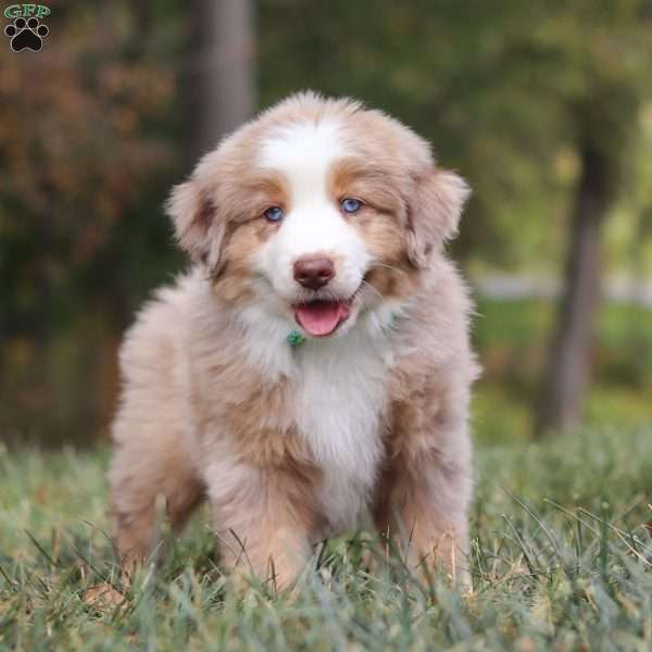 Ranger, Miniature Australian Shepherd Puppy